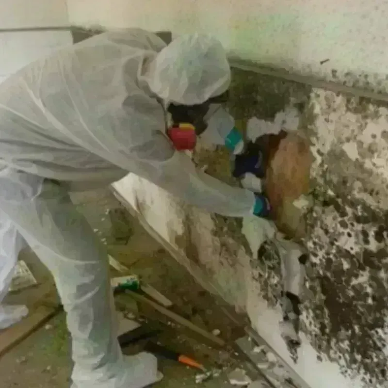 Mold Remediation and Removal in Alleghenyville, PA